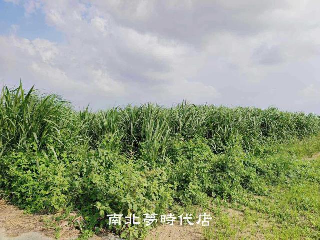台南善化農地-12