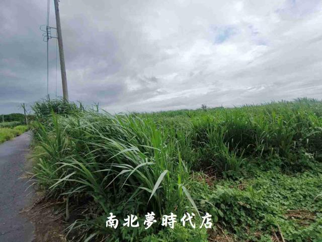 台南善化農地-2