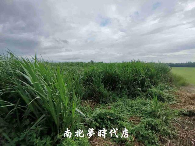台南善化農地-5