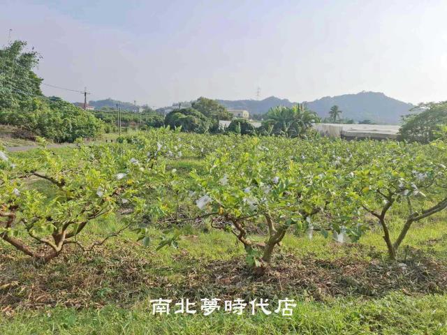 楠西農地-4