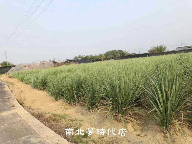 台南新市農地-0