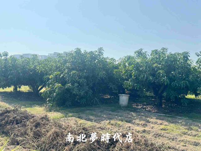 台南南區農地-4