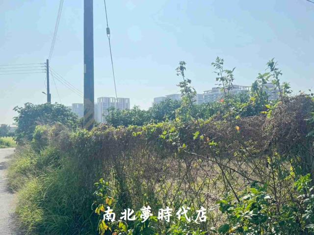 台南南區農地-6