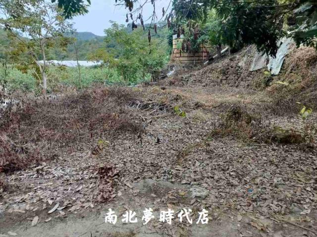 楠西農地-11