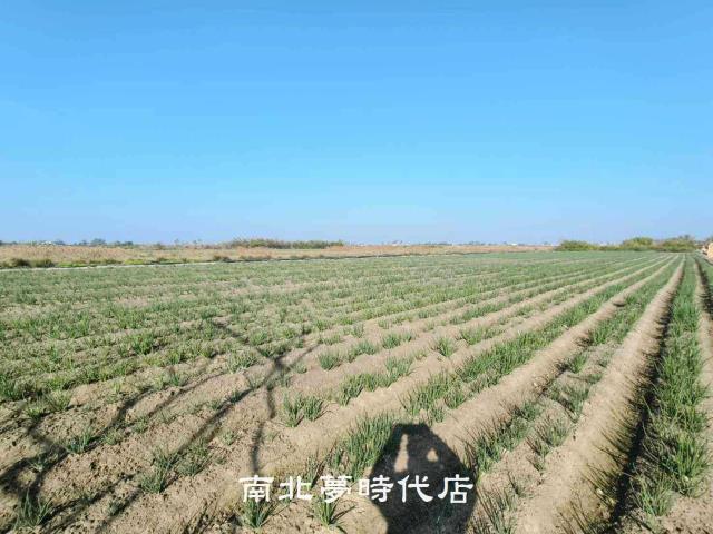 安南農地-6