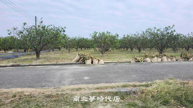 麻豆農地-0