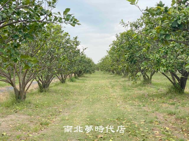 麻豆農地-1