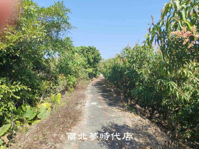 玉井農地-4