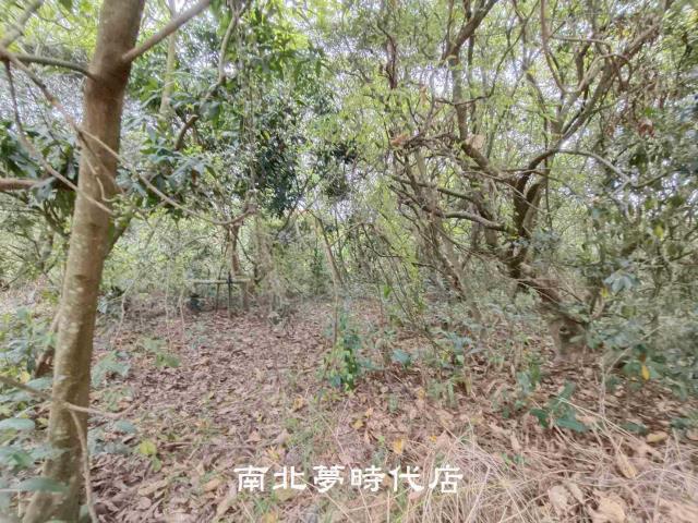 台南新化農地-4