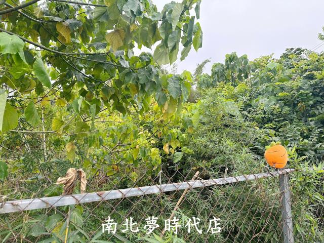 中埔農地-0