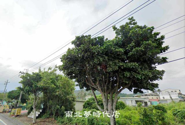 玉井農地-4