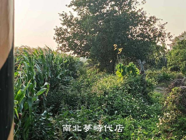 台南佳里農地-4