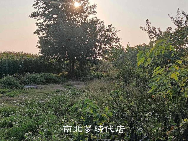 台南佳里農地-5