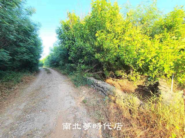 澎湖白沙農地-1