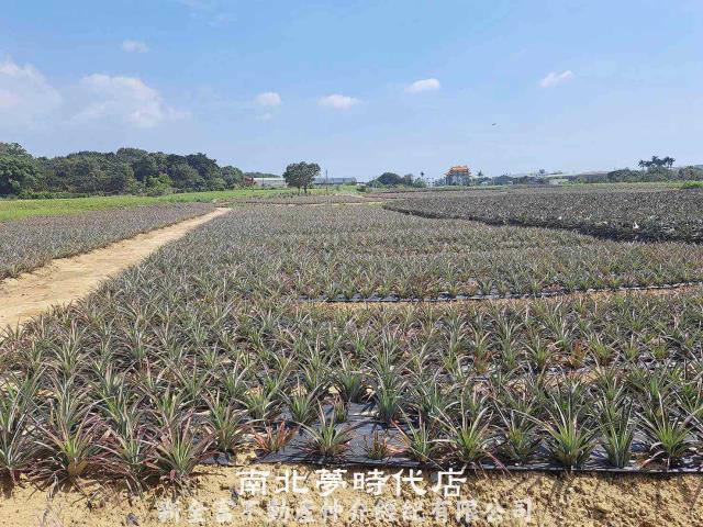 關廟農地-1