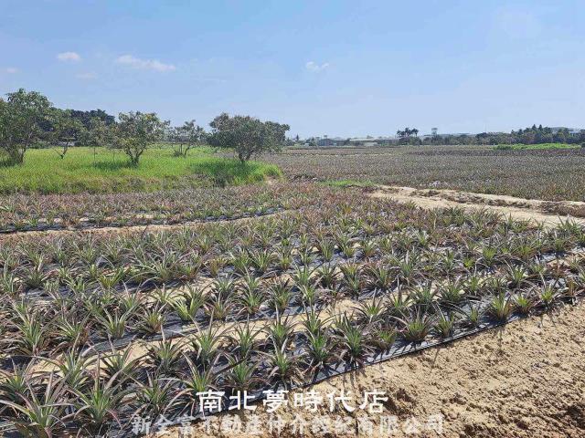 關廟農地-5