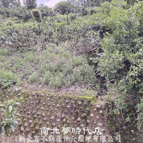 台南楠西農地-3