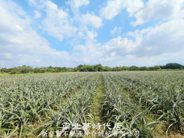 台南山上農地-2